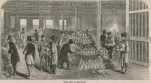 Große Ausstellung von Ananas