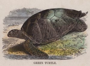 Grüne Schildkröte von English School