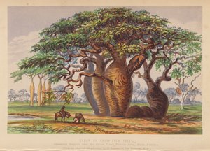 Gruppe von Couty-Stammbäumen, Australien