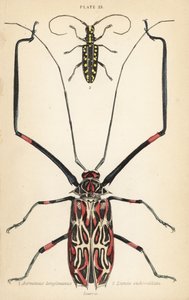 Harlekin-Käfer, Acrocinus longimanus 1, und Flachgesichtiger Langhornkäfer, Taeniotes subocellatus 2 von English School