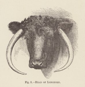Kopf eines Langhorns von English School