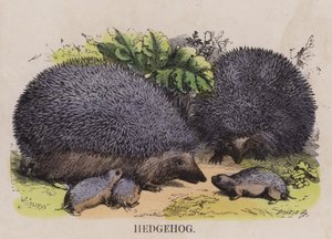 Igel von English School