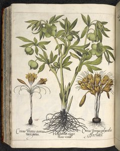 Helleborus Niger (Schwarze Nieswurz) aus 