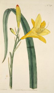 Hemerocallis Flava Gelbe Taglilie, veröffentlicht 1796 handkolorierter Stich von English School