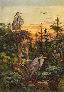 Reiher (Farblithografie) von English School