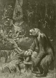Heimat des Gorillas (Gravur) von English School