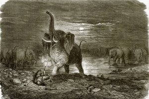 Jäger und Elefant