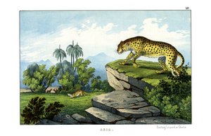 Jagdleopard von English School