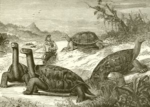 Jagd auf Schildkröten an der Küste von Neuguinea von English School