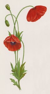 Illustration für Ein Traum von einem Garten von English School