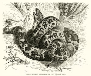 Indischer Python, der seine Beute erdrückt von English School