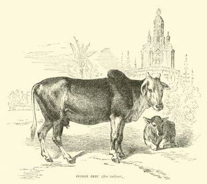 Indischer Zebu, Bos indicus von English School