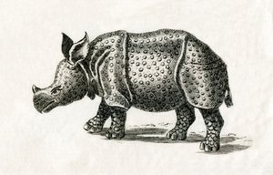 Indisches Nashorn oder Großes Einhorn-Nashorn, Rhinoceros unicornis, aus einem Druck des 18. Jahrhunderts (Gravur) von English School