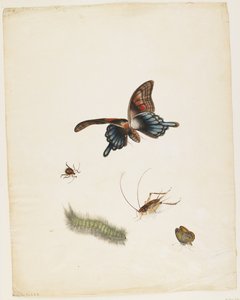 Insekten, ca. 1805