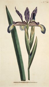Iris Spuria (Spuriose Iris), aus The Botanical Magazine or Flower Garden Displayed, veröffentlicht 1790 (handkolorierte Gravur) von English School
