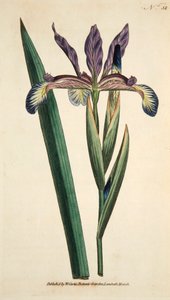 Iris Spuria (handkolorierter Stich) von English School