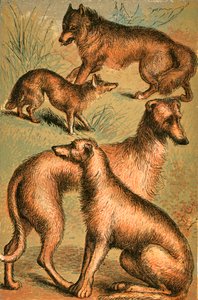 Schakal, Wolf, Irischer Wolfshund und Hirschhund von English School