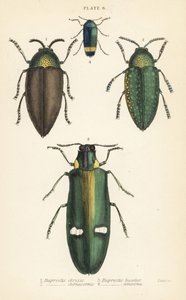 Prachtkäfer: Buprestis chrysis 1, Buprestis sternicornis 2, Buprestis bicolor 3, Buprestis amoena 4