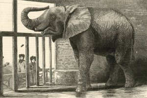 Jumbo, der große afrikanische Elefant im Zoologischen Garten (Gravur) von English School