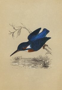 Eisvogel (Farblithografie) von English School