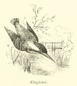 Eisvogel von English School