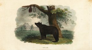 Methode der Koryak-Leute, Bären im russischen Fernen Osten zu jagen