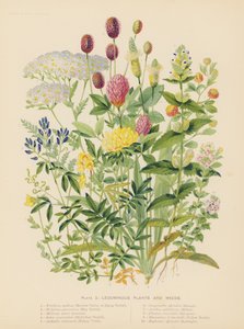 Hülsenfrüchte und Unkräuter von English School