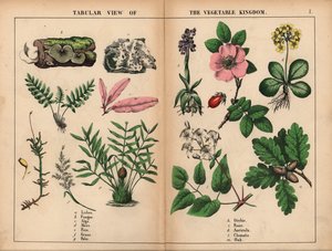 Flechte, Pilz, Alge, Moos, Farn, Gras, Palme, Orchidee, Rose, Aurikel, Clematis und Eiche, aus 
