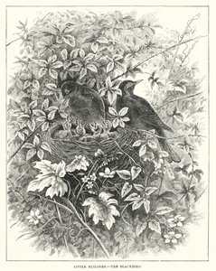 Kleine Baumeister, Die Amsel (Gravur) von English School