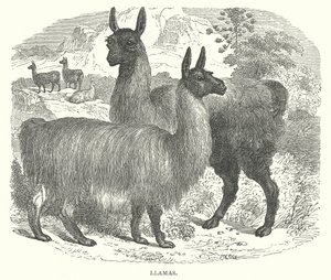 Lamas (Gravur) von English School