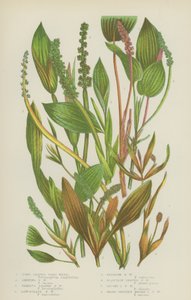 Langblättriges Teichkraut, Glänzendes Teichkraut, Verschiedenblättriges Teichkraut, Lanzettliches Teichkraut von English School