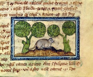 MS 379 f.12r Eine Katze, die auf einem Erdhügel kauert, Detail aus einem Bestiarium, Englisch von English School