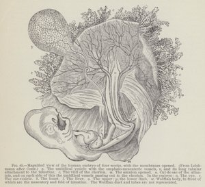 Vergrößerte Ansicht des menschlichen Embryos von vier Wochen, mit geöffneten Membranen von English School