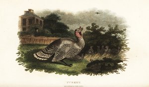 Männlicher Truthahn, Meleagris gallopavo, schützt eine Bantamhenne vor einem Raubfalken von English School