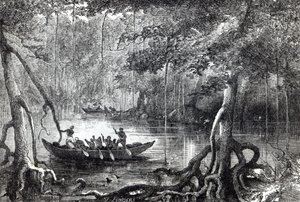 Mangrovenwald, Frontispiz-Illustration aus 