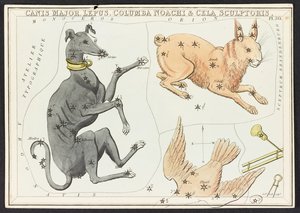 Canis Major Lepus, aus 