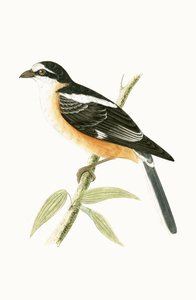 Maskierter Würger, Illustration aus 