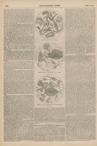 Mikroskopische Bilder von Wasser von English School