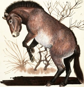 Mongolisches Wildpferd