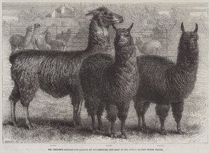 Mr. Ledgers Alpakas und Lamas in Sophienburg, dem Sitz von Mr. Atkinson, New South Wales (Stich)