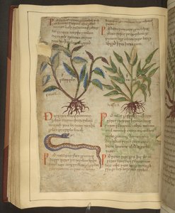 Illustrationen von Petersilie, Kohl und einer Schlange, aus einem altenglischen Kräuterbuch ursprünglich von Apuleius (123-80 n. Chr.), frühes 11. Jahrhundert