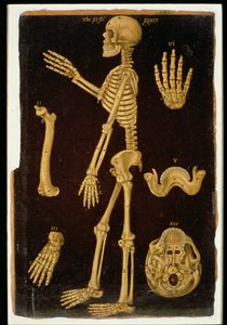 Tafel III Dissektion, aus Anatomische Tafeln, von John Banister (1540-1610) von English School