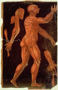 Tafel VIII Dissektion, aus Anatomische Tafeln, von John Banister (1540-1610) von English School