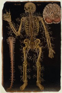 Ms Hunter 364 Tafel VI Dissektion, aus Anatomische Tafeln, von John Banister (1540-1610)