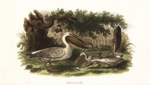 Methode der amerikanischen Ureinwohner, mit Pelikanen zu fischen von English School