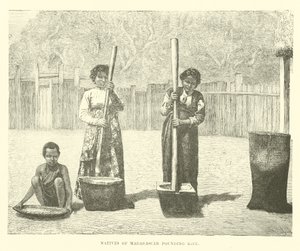 Einheimische von Madagaskar stampfen Reis von English School