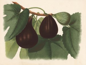 Negro große Feige