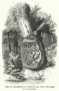 Nest von Prozessionsraupen, mit der Larve eines Calasoma von English School