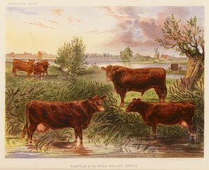 Norfolk- und Suffolk-Rinder von English School