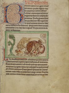 Northumberland Bestiarium, ca. 1250-60